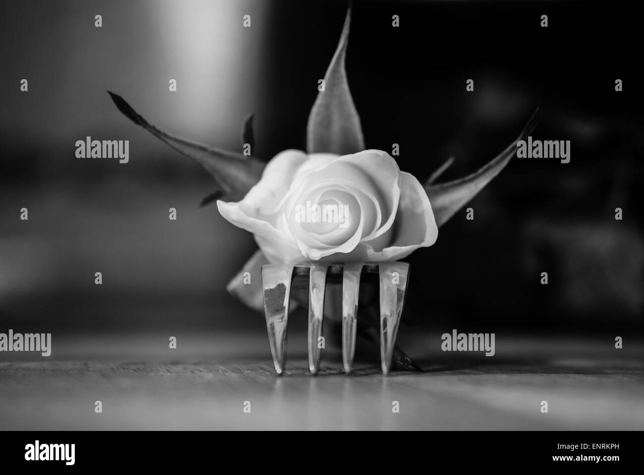 concept white rose with blooming petals on a fork Stock Photo