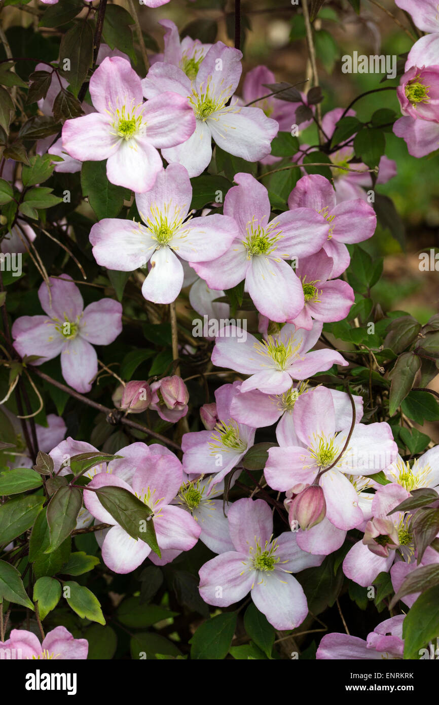 Late Spring flowers of the deciduous climber, Clematis montana 'Wee Willie Winkie' Stock Photo