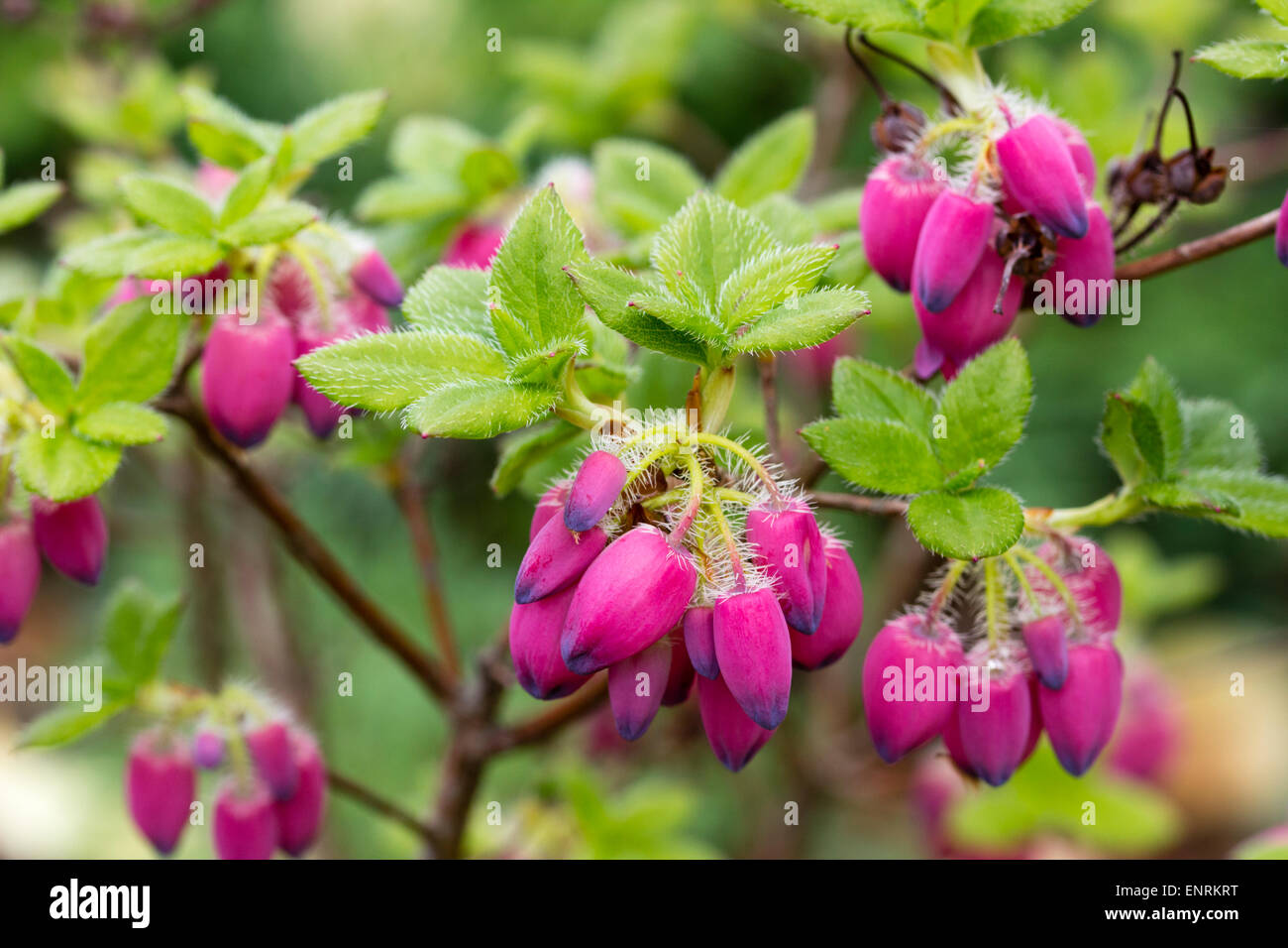 Late spring flowers of the small evergreen shrub, Rhododendron benhallii 'Plum Drops' Stock Photo