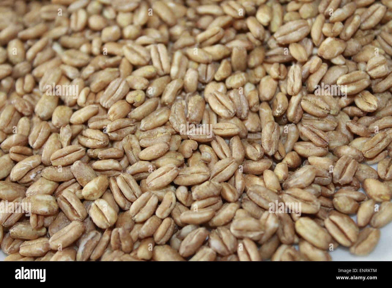 grain of farro raw Stock Photo Alamy