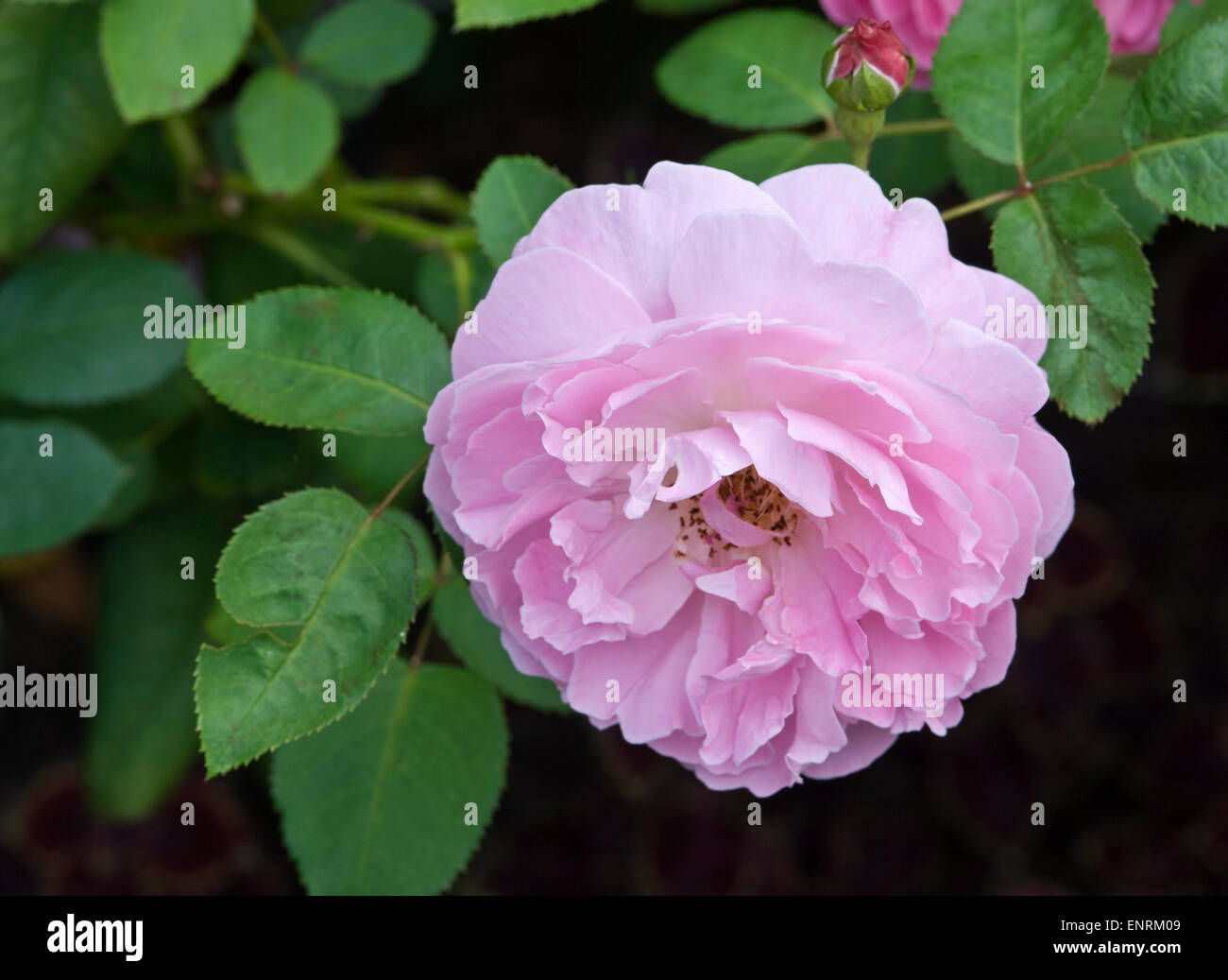 Rosa 'Mary Rose' Stock Photo