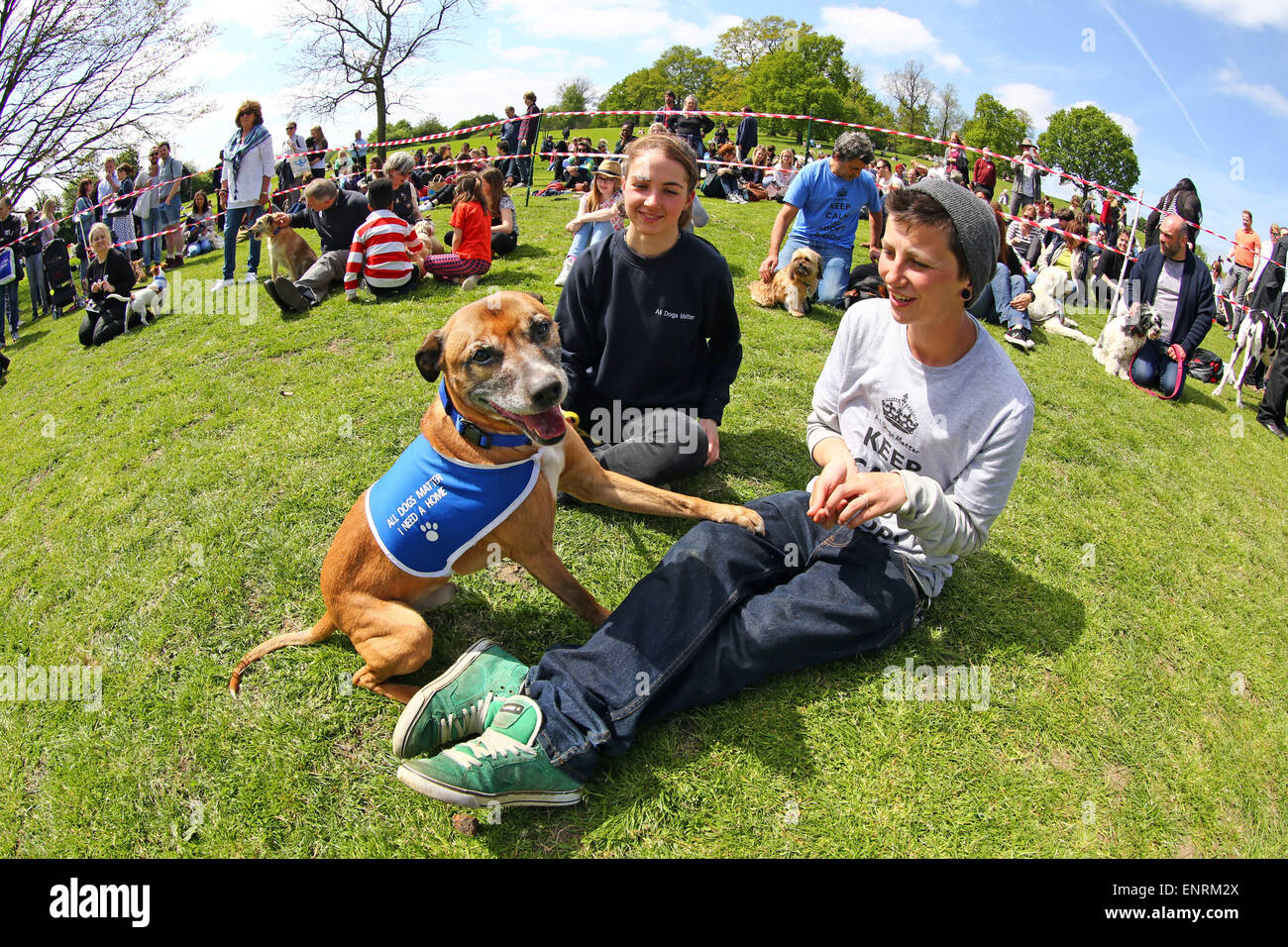 London, UK. 10th May 2015. A dog shows its love for its owners at the All Dogs Matter Great Hampstead Bark Off Dog Show 2015, Hampstead Heath, London in aid of finding homes for rescue dogs. The dog show which looks to find the best rescue dog, the best oldie and cutest dogs is judged by a range of celebrity judges and raises much needed money for the charity. Credit:  Paul Brown/Alamy Live News Stock Photo