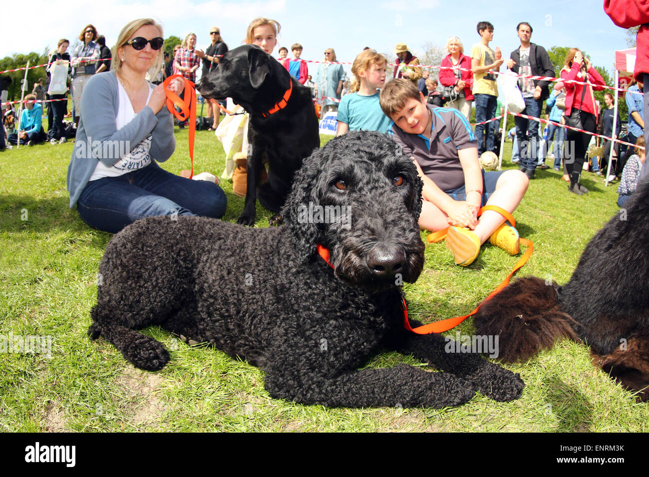 family labradoodle