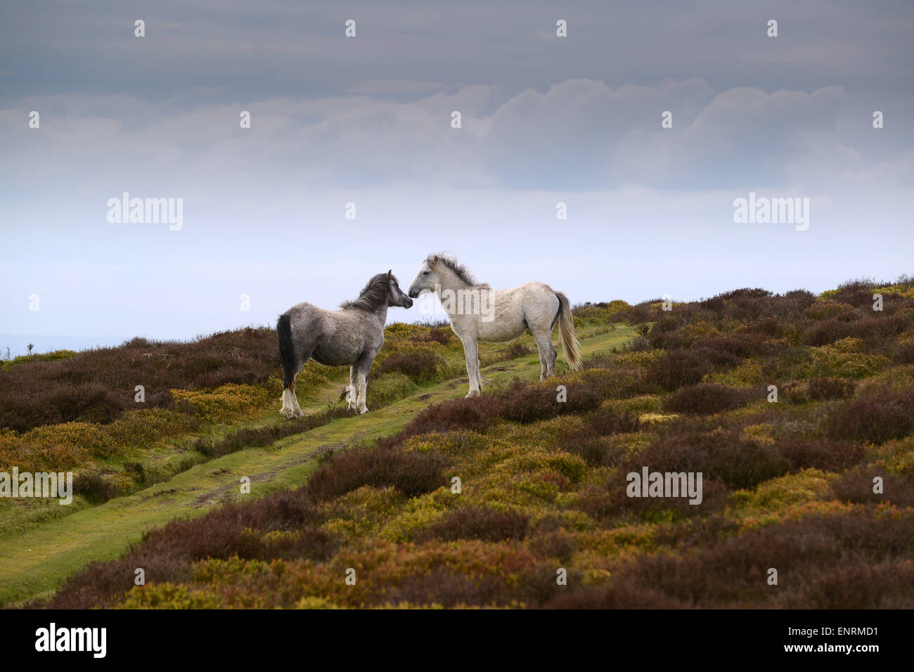 Wild pony ponies horse horses on the Long Mynd hills in Shropshire England Uk Stock Photo