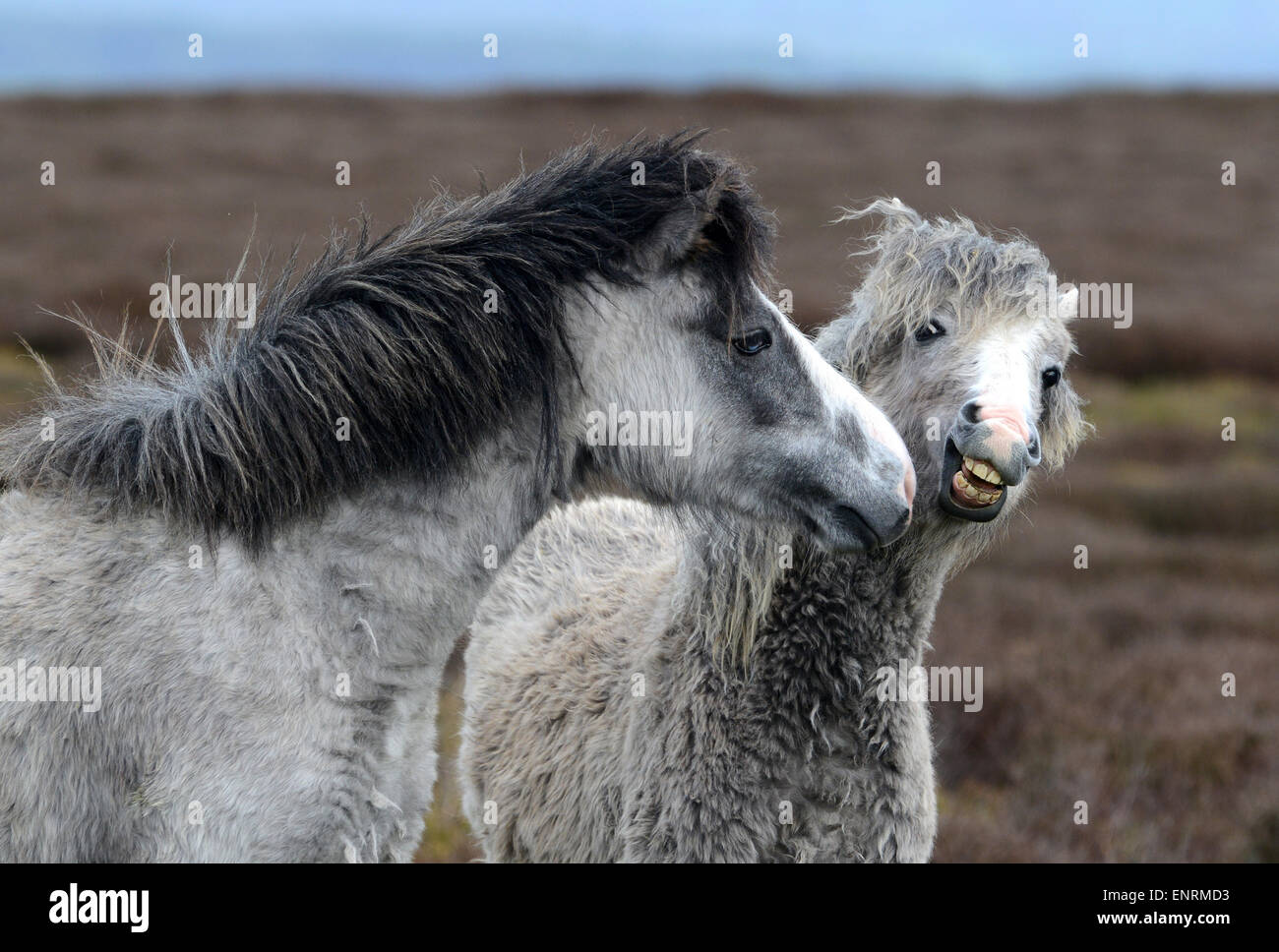 Wild pony ponies horse horses on the Long Mynd hills in Shropshire England Uk Stock Photo