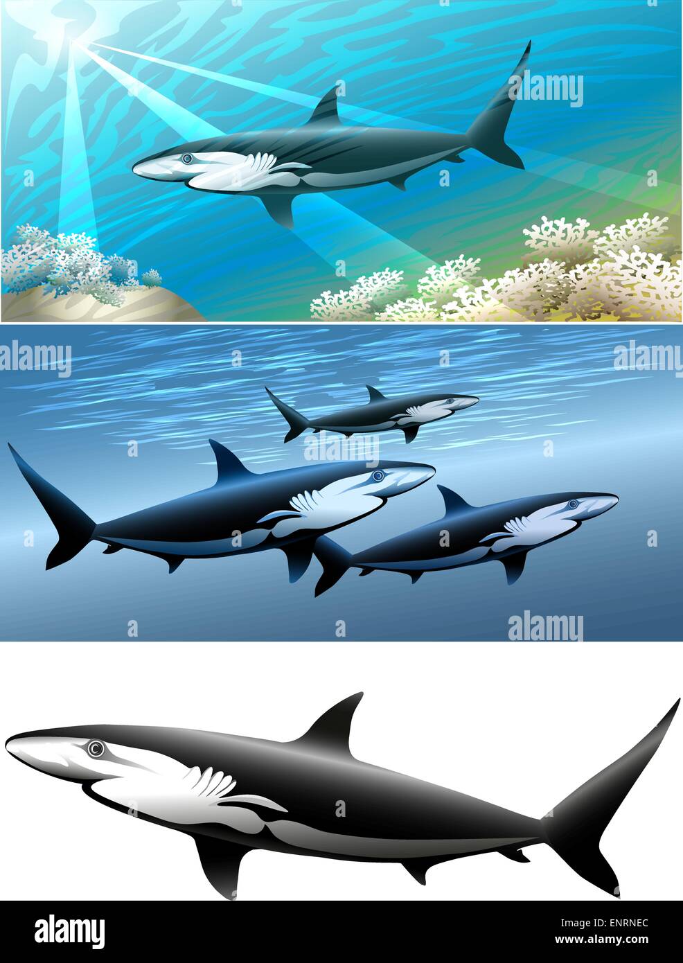 Set of sharks including three images - isolated shark in black and white and two sharks against different color sea background Stock Vector