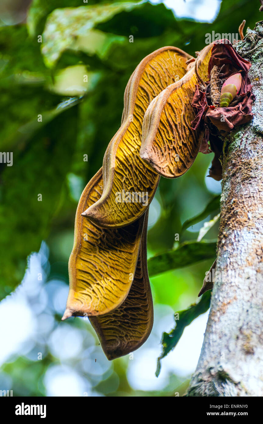 Amazon jungle flower hires stock photography and images Alamy