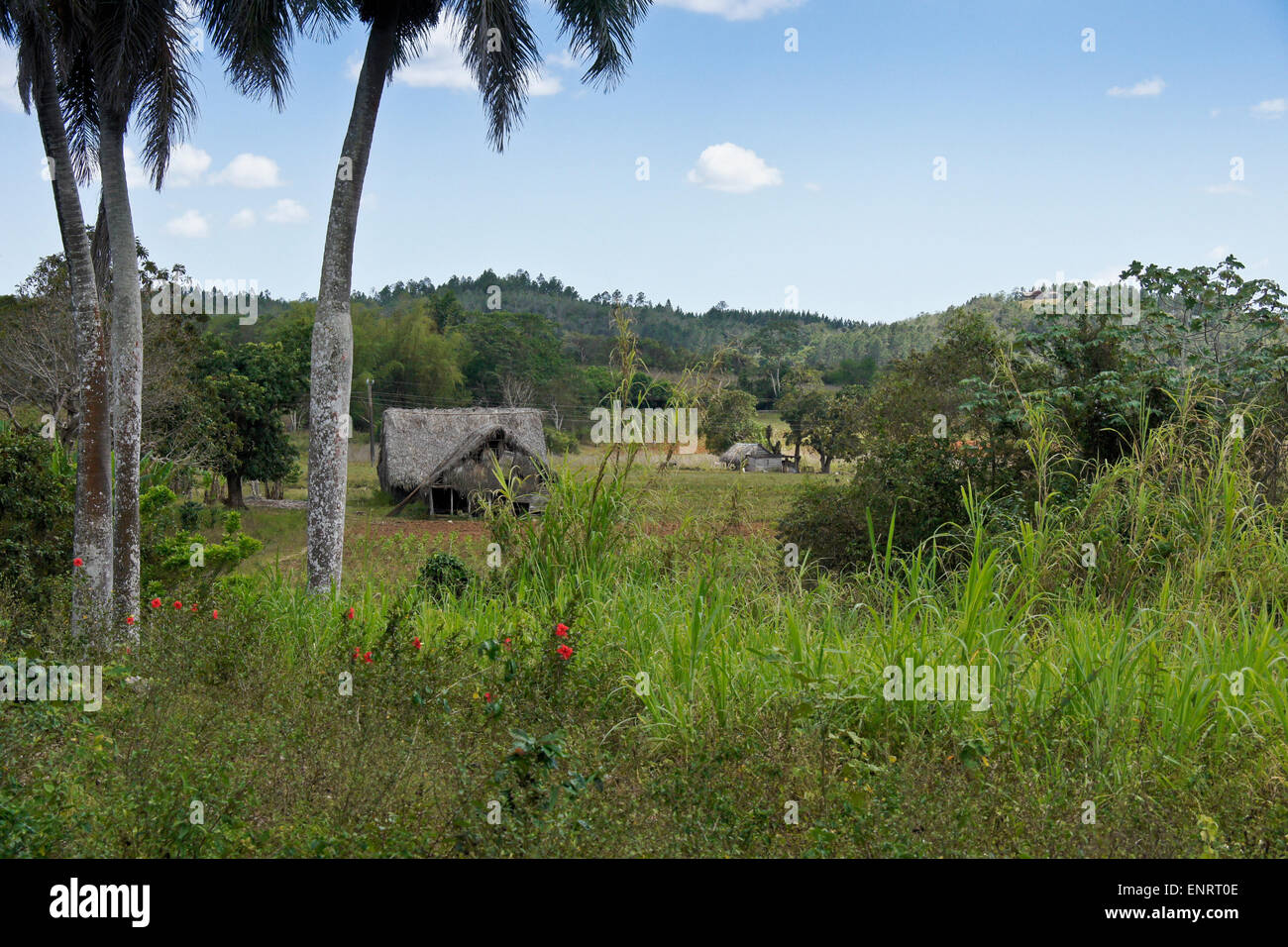 Farm in Pinar del Rio Province, Cuba Stock Photo
