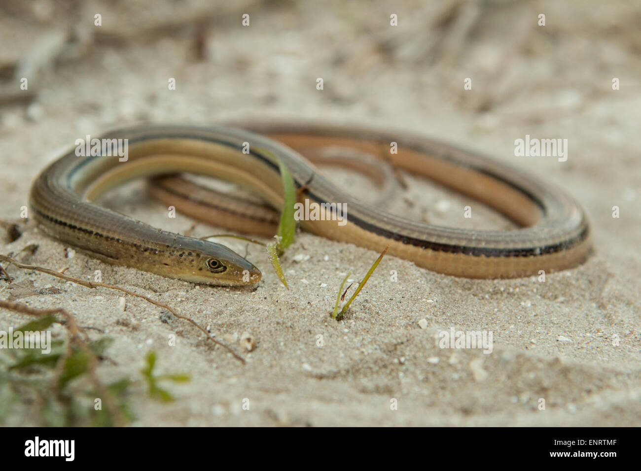 Island glass lizard hires stock photography and images Alamy
