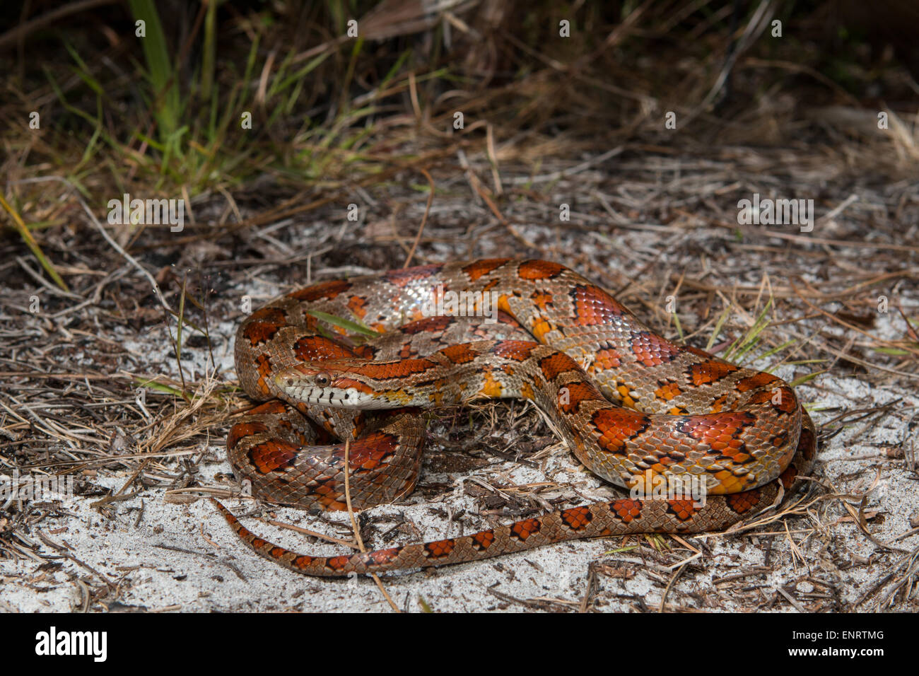 Corn snake from Okeechobee county, FL Pantherophis guttatus Stock
