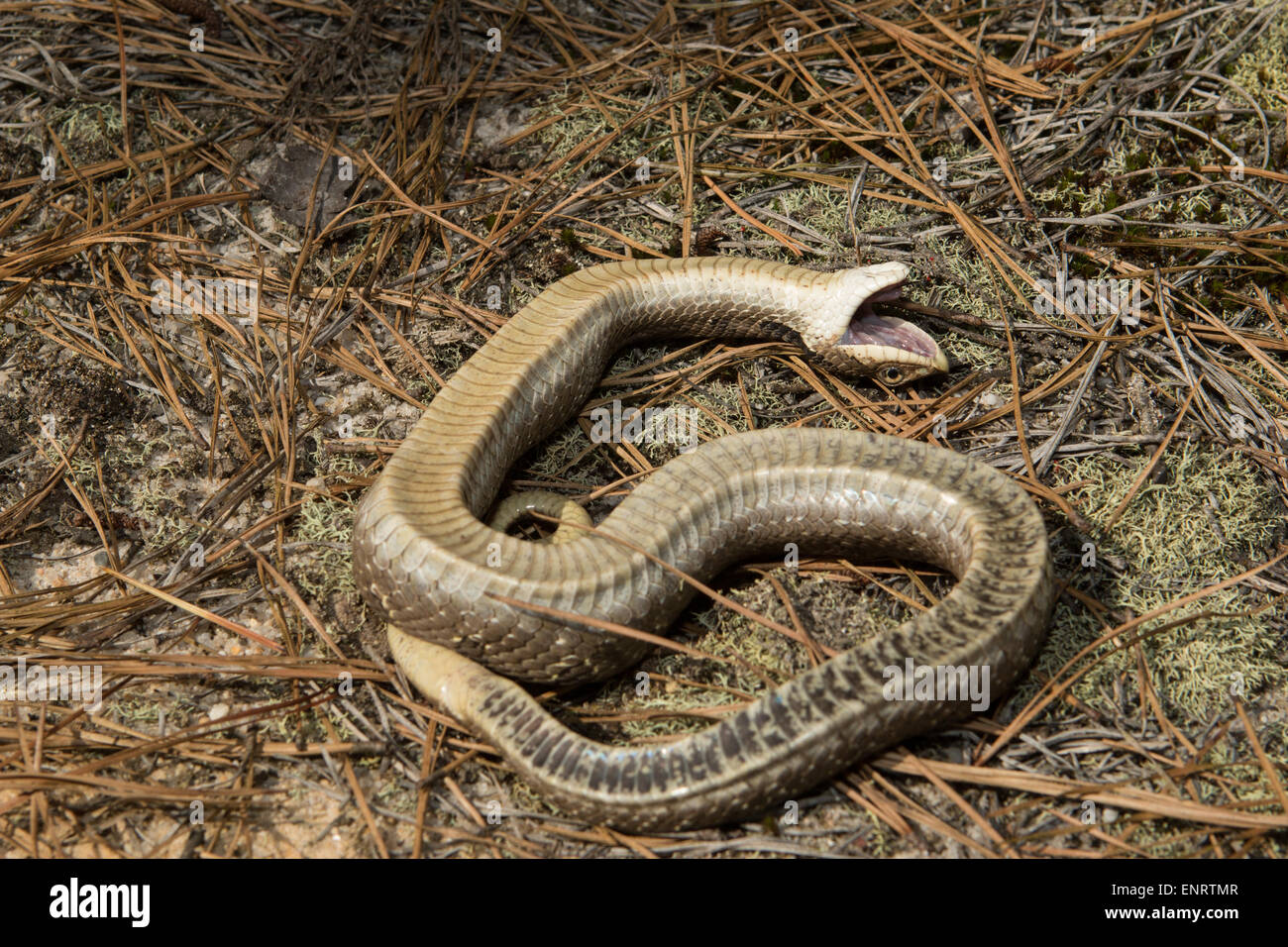 An Eastern hognose snake playing dead. A snake playing dead will