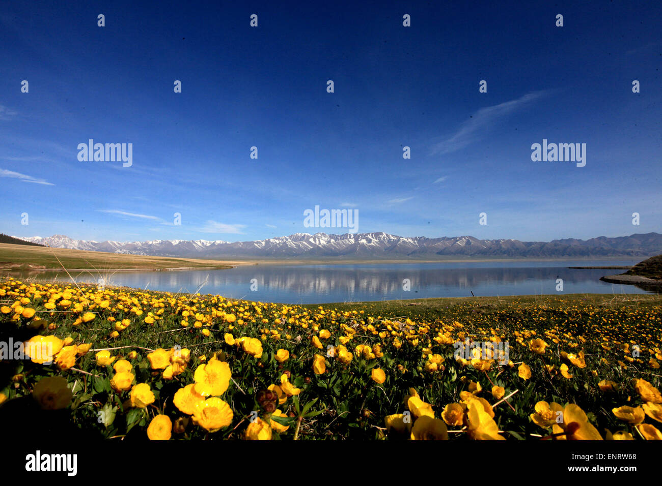 Bortala, China's Xinjiang Uygur Autonomous Region. 9th May, 2015. Flowers blossom near the Sayram Lake in Bortala Mongol Autonomous Prefecture, northwest China's Xinjiang Uygur Autonomous Region, May 9, 2015. © Shen Zhijun/Xinhua/Alamy Live News Stock Photo