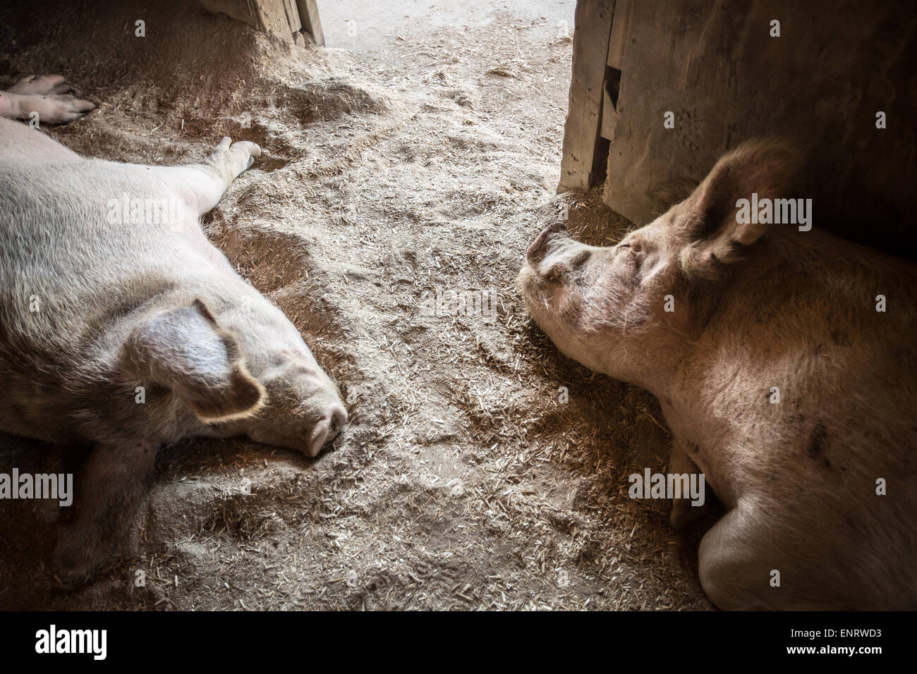 Farm Sanctuary in Acton, California. A farm animal protection organization with sanctuaries in New York and California. Stock Photo