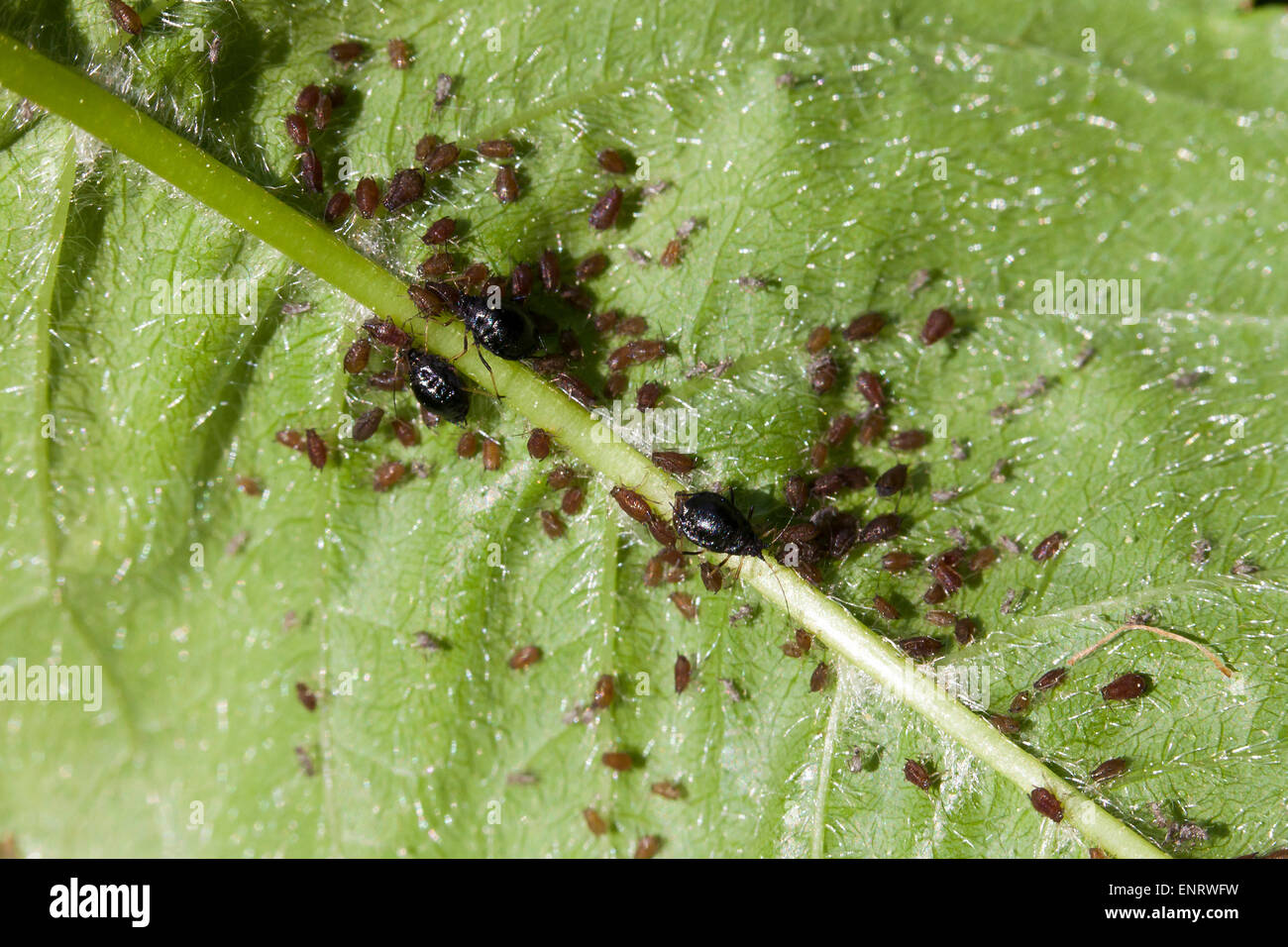 Black Cherry Aphids High Resolution Stock Photography and Images Alamy