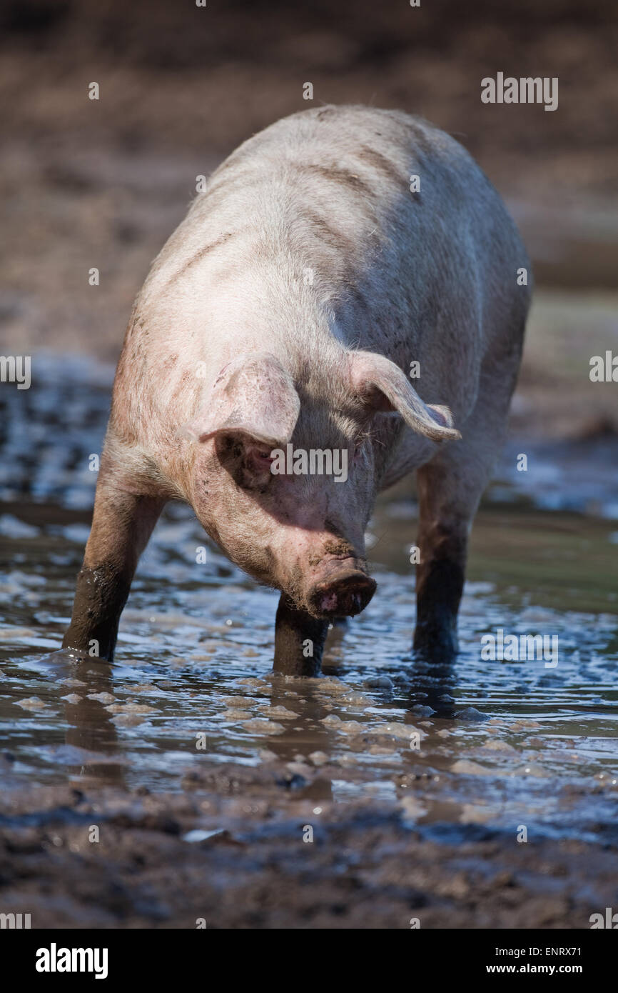 Domestic Pig (Sus scrofa).  Wallowing in the mud of a free range pen. Portrait. Stock Photo