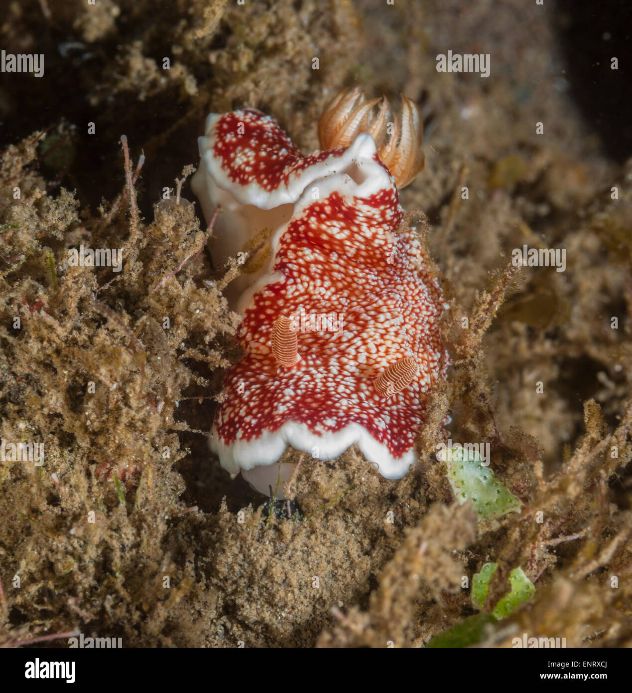 Marbled chromodoris nudibranch on a rock Stock Photo