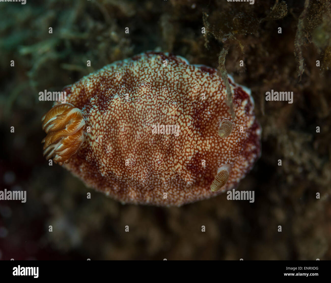 Reticulated nudibranch on a soft coral Stock Photo