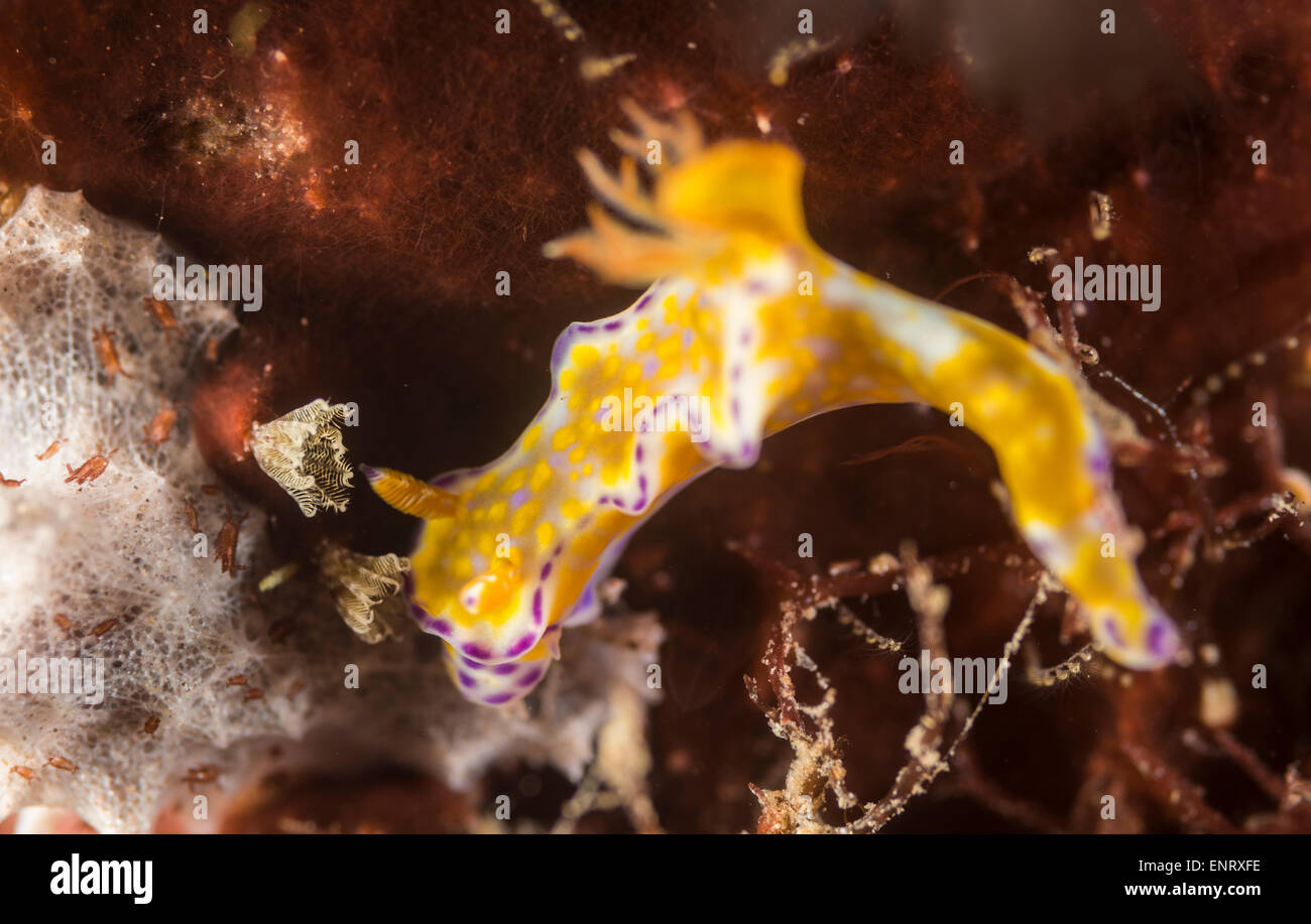 Purple-edged nudibranch on a coral Stock Photo