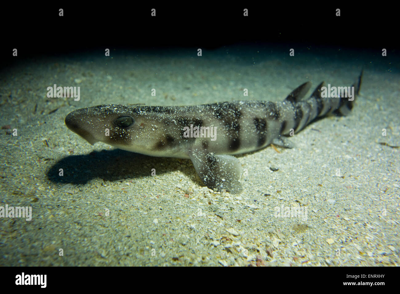 Nursehound shark, Scyliorhinus stellaris, from the Mediterranean Sea