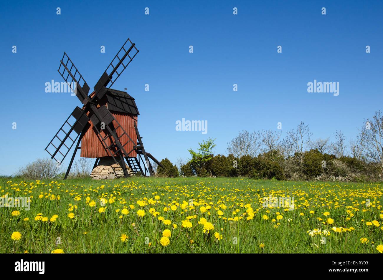 Blossom dandelions by a traditional windmill at the swedish island