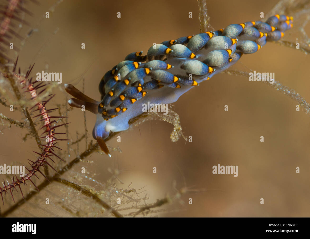 Trinchesia yamasui on a coral branch Stock Photo