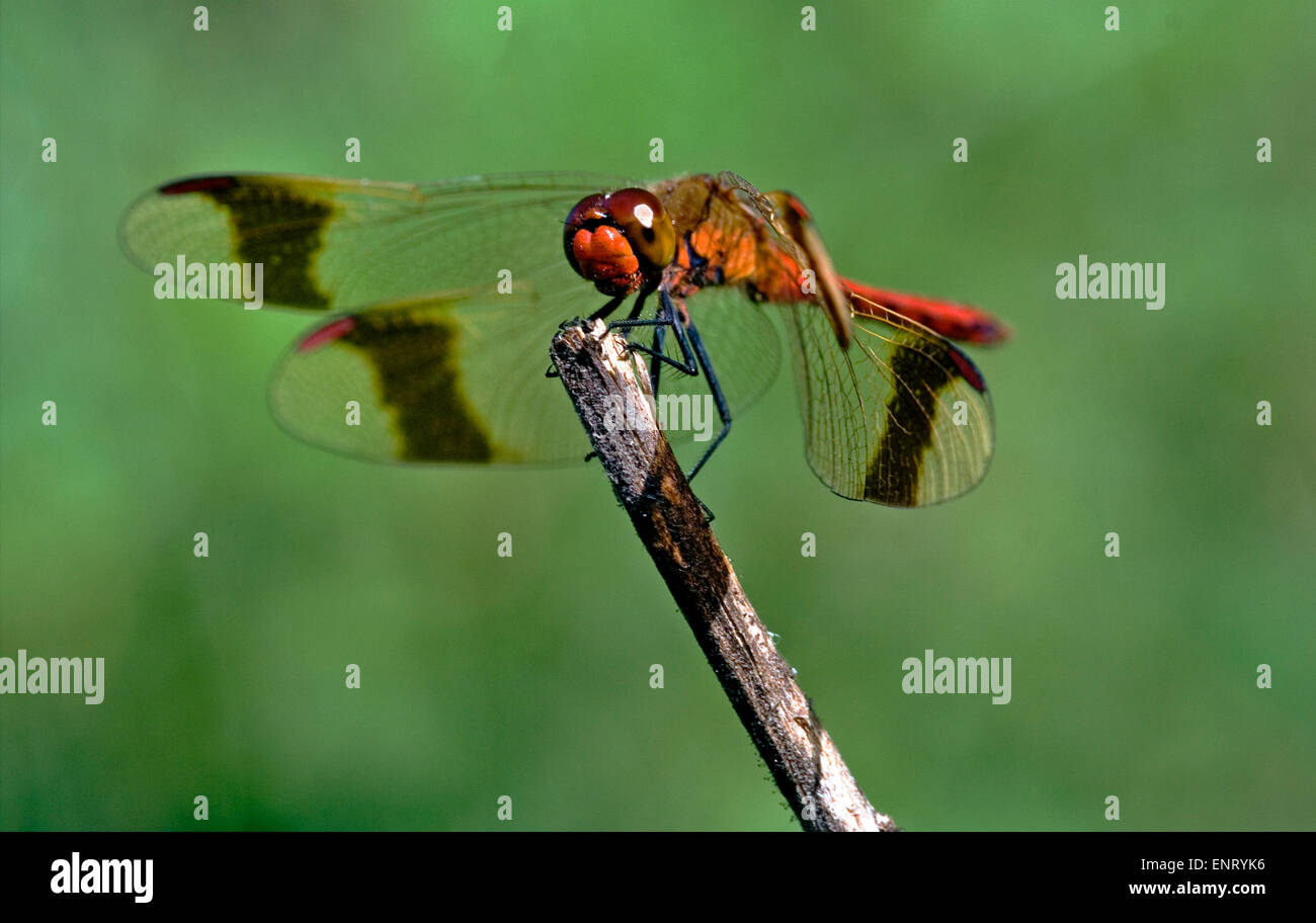 front of wild red dragonfly on a wood branch in the bush Stock Photo ...