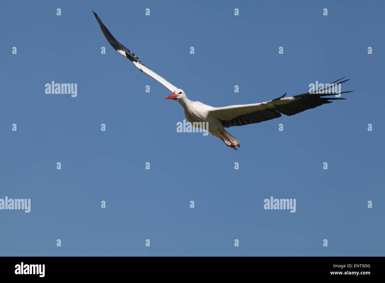 European White Stork (Ciconia ciconia). Flying. Flight. Fly. Stock Photo