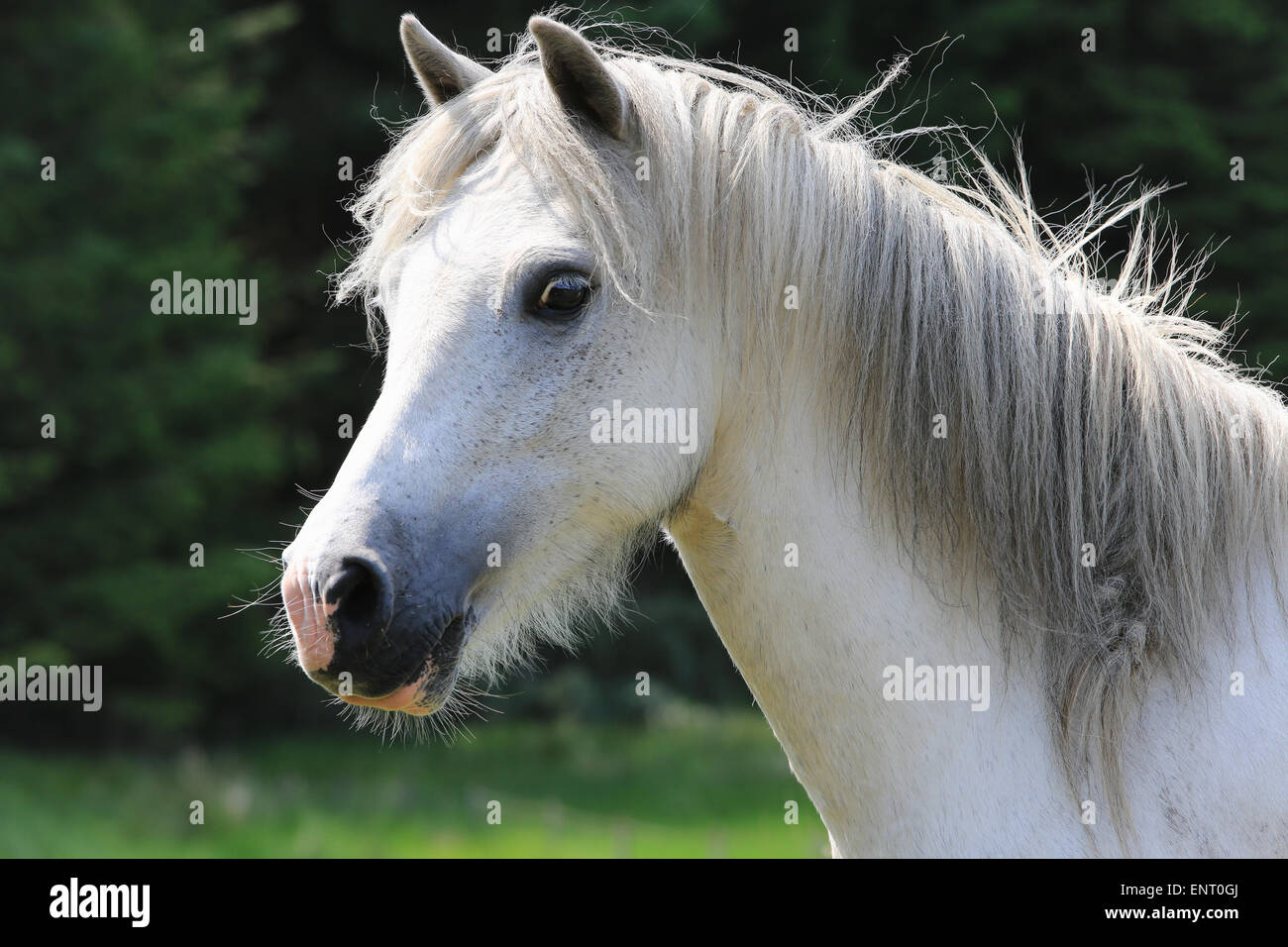 single horse on meadow in Scotland Stock Photo
