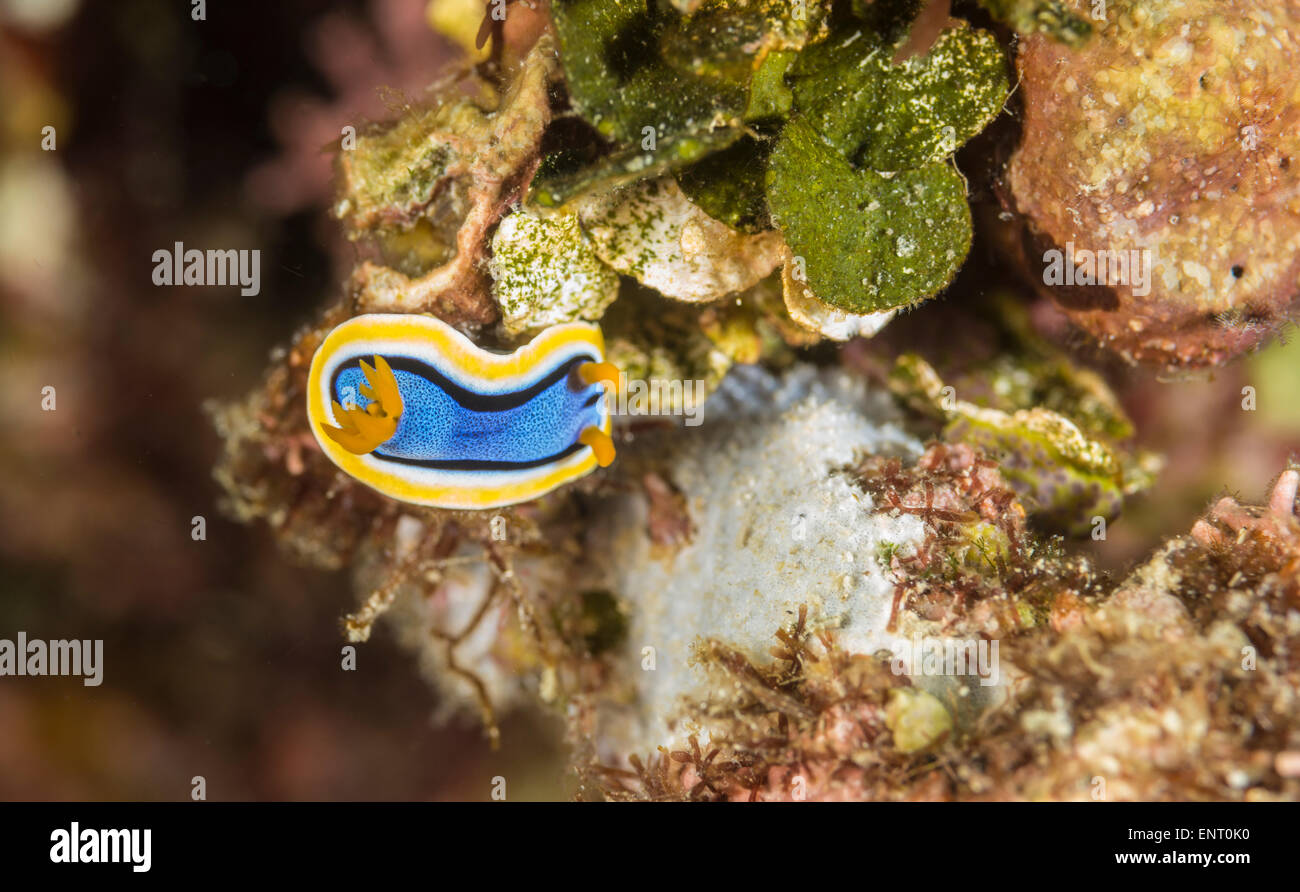 nudibranch on a coral