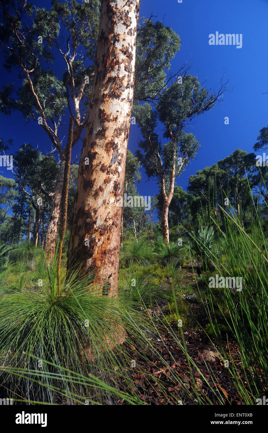 Open eucalypt woodland of John Forrest National Park, Darling Scarp, Perth Hills, Western Australia Stock Photo