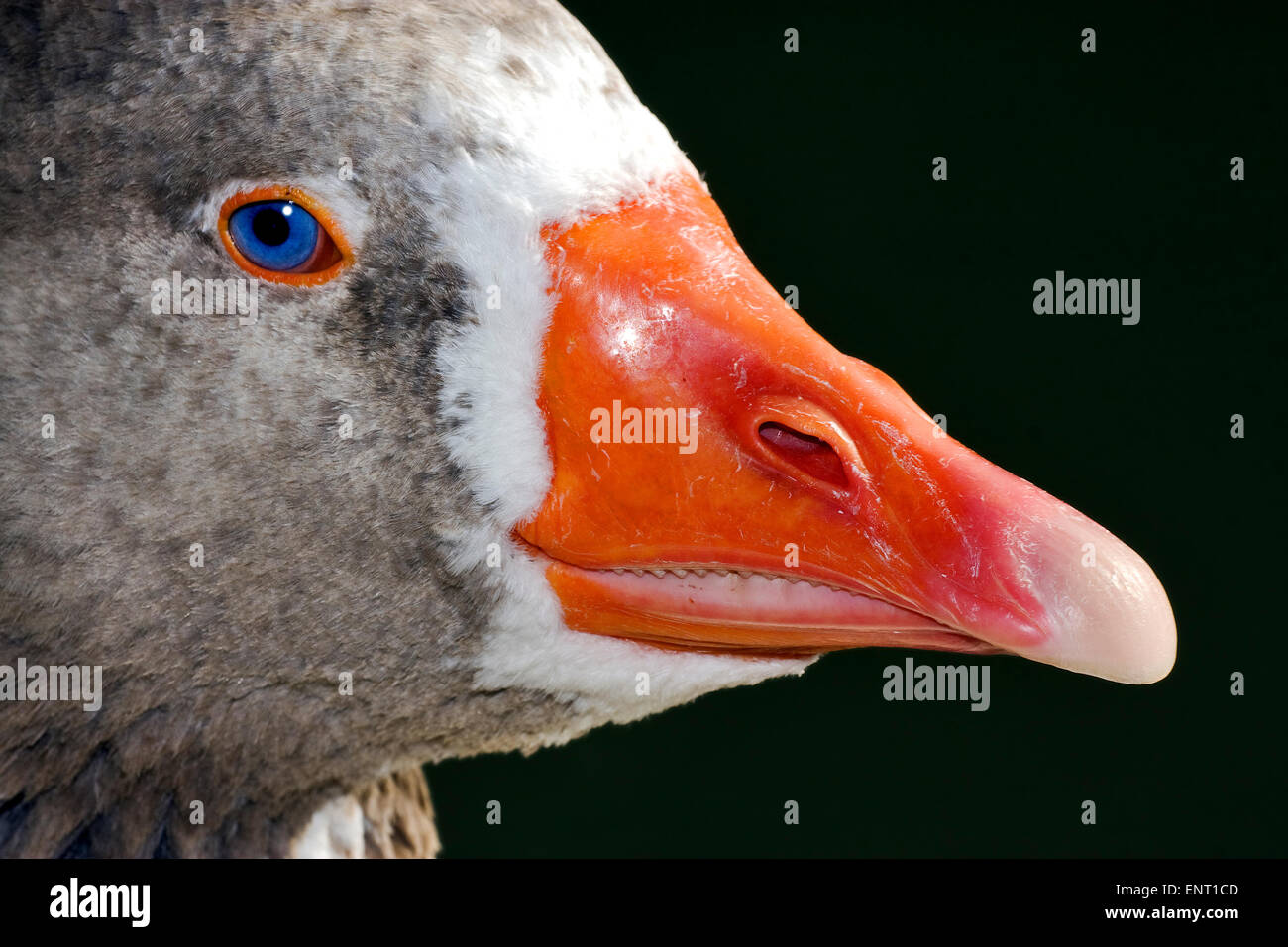 a brown and grey duck whit blue eye in buenos aires argentina Stock