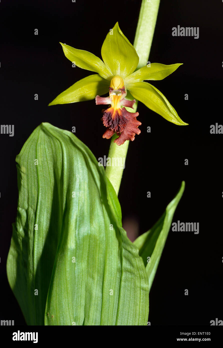 Three Keeled Calanthe Orchid - Calanthe tricarinata From Asia Stock Photo