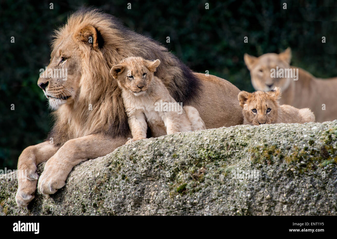 Lion cub rubbing head with father Stock Photo