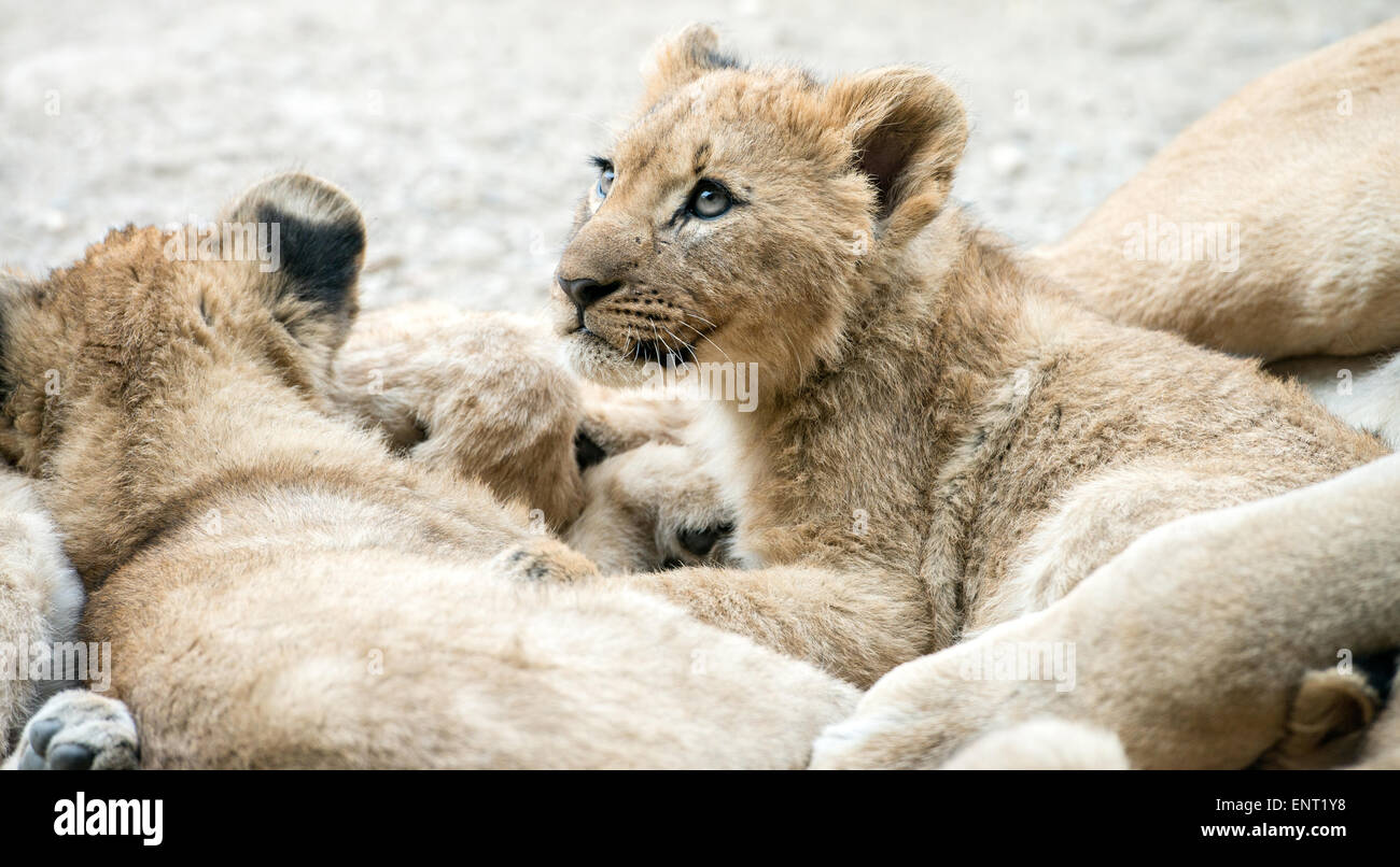Sweet lion cubs cuddling closely Stock Photo