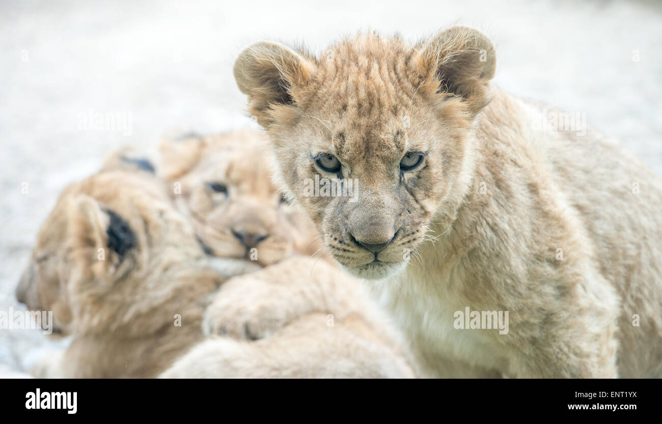 Sweet lion cubs cuddling closely Stock Photo