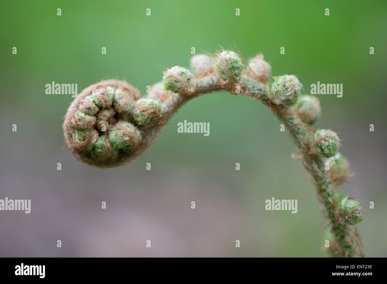 Soft shield fern (Polystichum setiferum), bud, Emsland, Lower Saxony, Germany Stock Photo