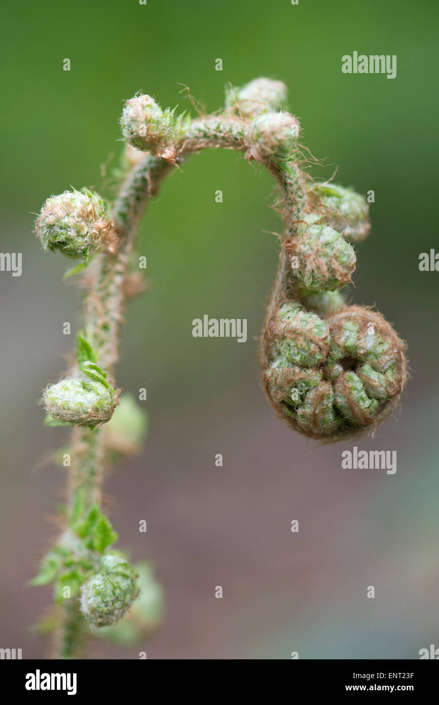 Soft shield fern (Polystichum setiferum), bud, Emsland, Lower Saxony, Germany Stock Photo