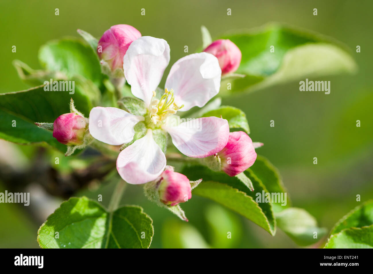 Blossom of the apple variety 'Gala', Auer, South Tyrol, Italy Stock Photo