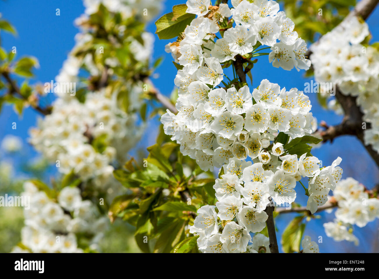 Blossoming cherry tree against blue sky, Cazzano di Tramigna, Verona, Italy Stock Photo