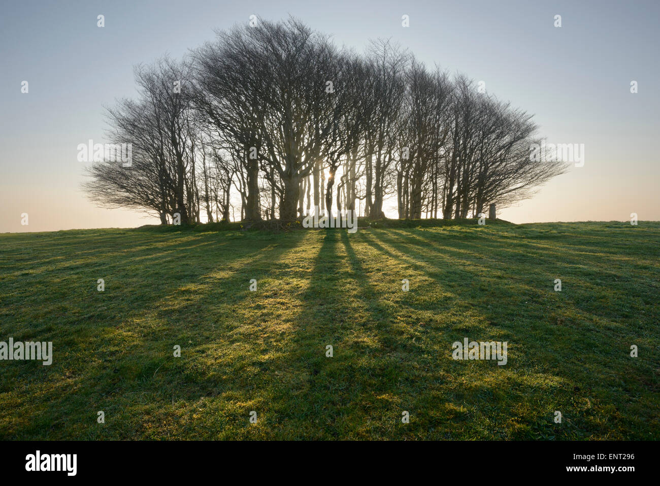 Beech trees growing on a Bronze Age bowl barrow on Win Green, Wiltshire. Stock Photo
