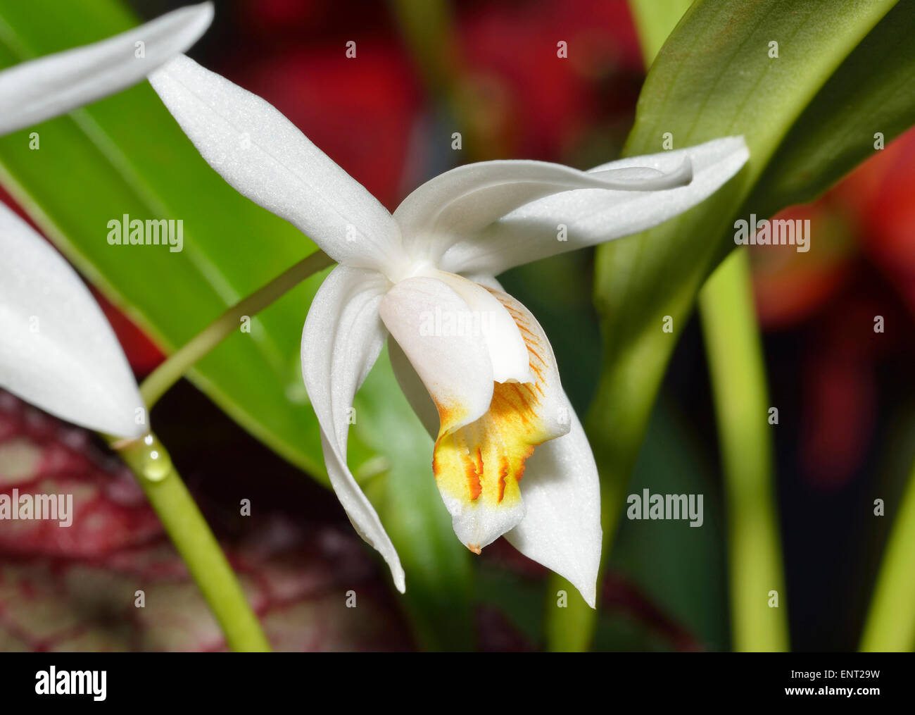 Mrs. Moss' Coelogyne - Coelogyne mossiae Rare Orchid from Southern India Stock Photo