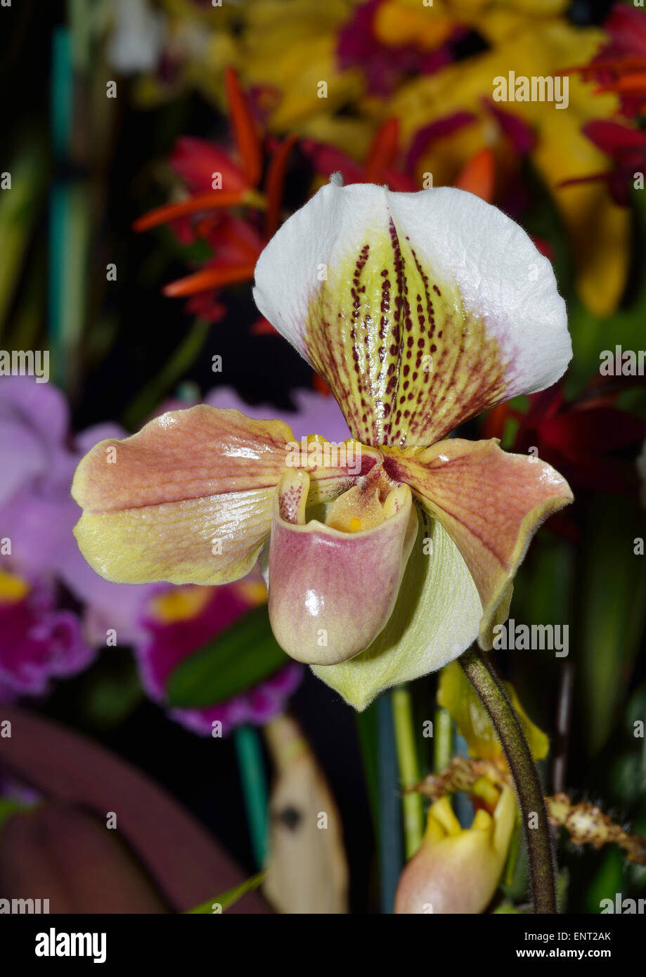 Slipper Orchid - Paphiopedilum Hybrid Exotic flower at show Stock Photo