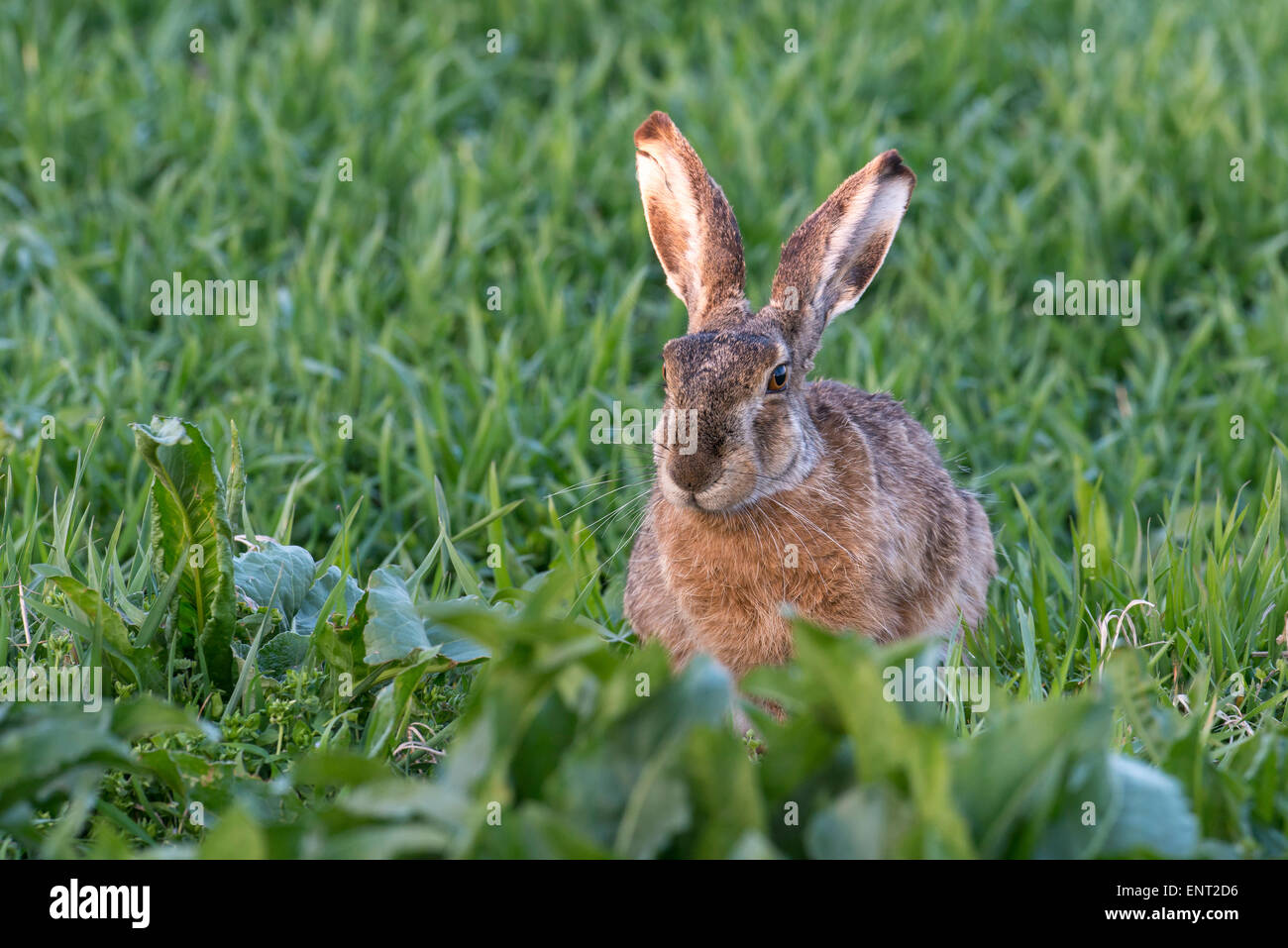 Hare (Lepus europaeus), sitting in the field, Lake Neusiedl National Park, Burgenland, Austria Stock Photo