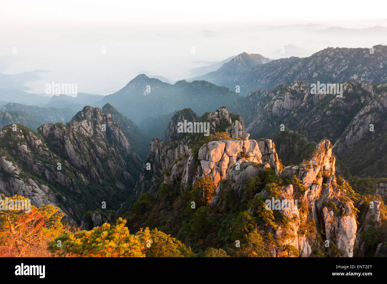 Morning atmosphere, fog, bizarre towering rocks and mountains covered with scattered trees, Huangshan Pines (Pinus Stock Photo