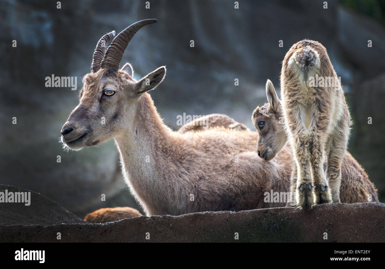 Alpine ibex with young Stock Photo