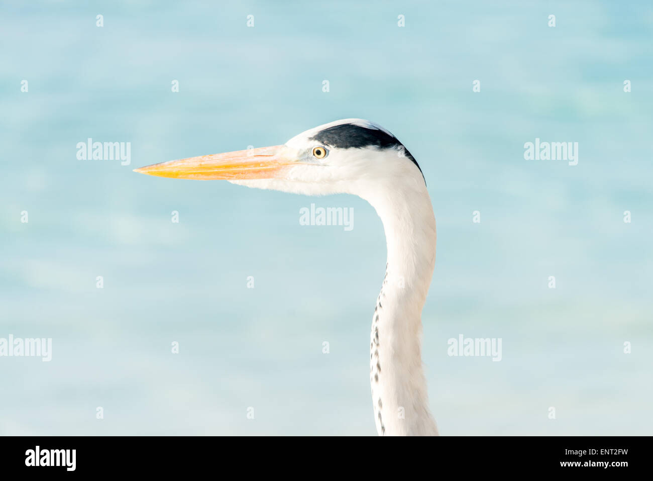 Grey heron closeup at Maldive Islands Stock Photo