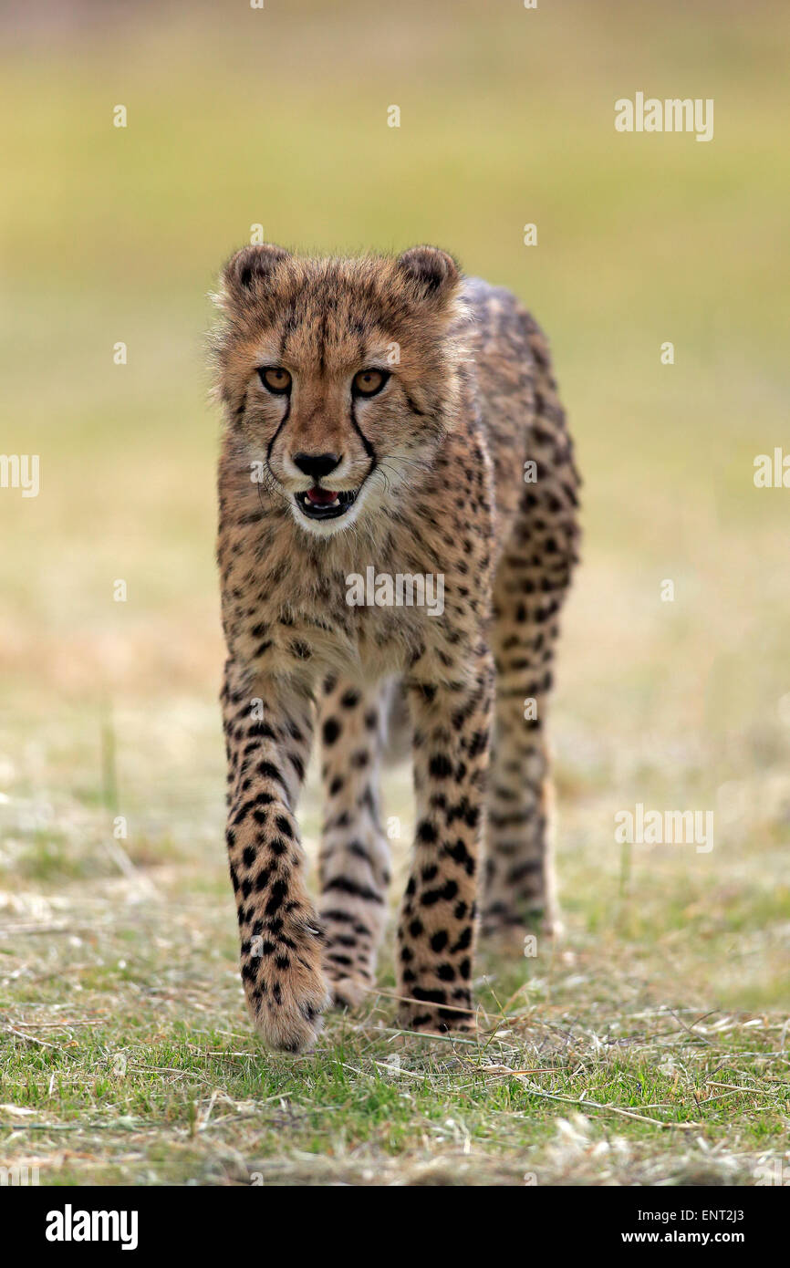 Cheetah (Acinonyx jubatus), sudadult, prowling, Western Cape, South Africa Stock Photo