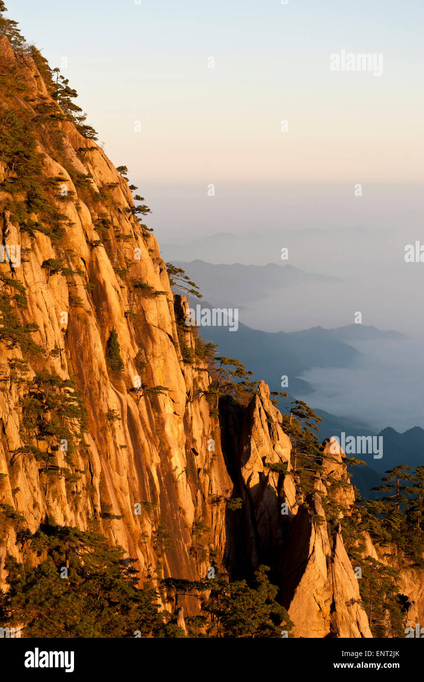 Morning atmosphere, fog, bizarre towering rocks and mountains covered with scattered trees, Huangshan Pines (Pinus Stock Photo
