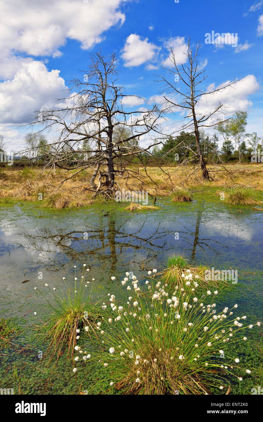 Dead pines (Pinus sylvestris) and hare's-tail cottongrass (Eriophorum vaginatum) in a moor pond with peat moss (Sphagnum sp.) Stock Photo