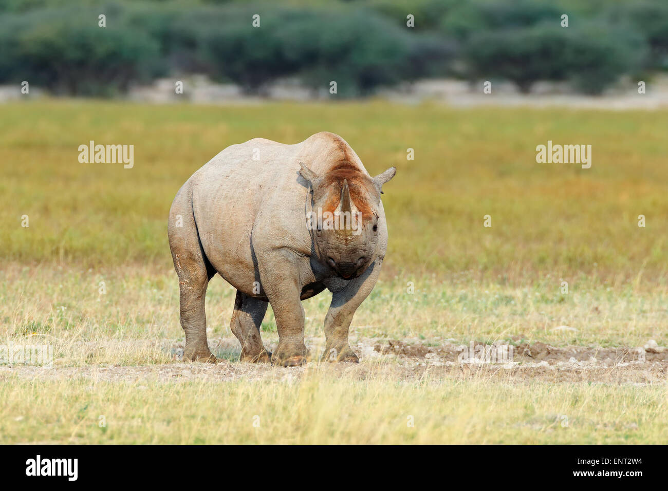 A black (hooked-lipped) rhinoceros (Diceros bicornis), South Africa Stock Photo